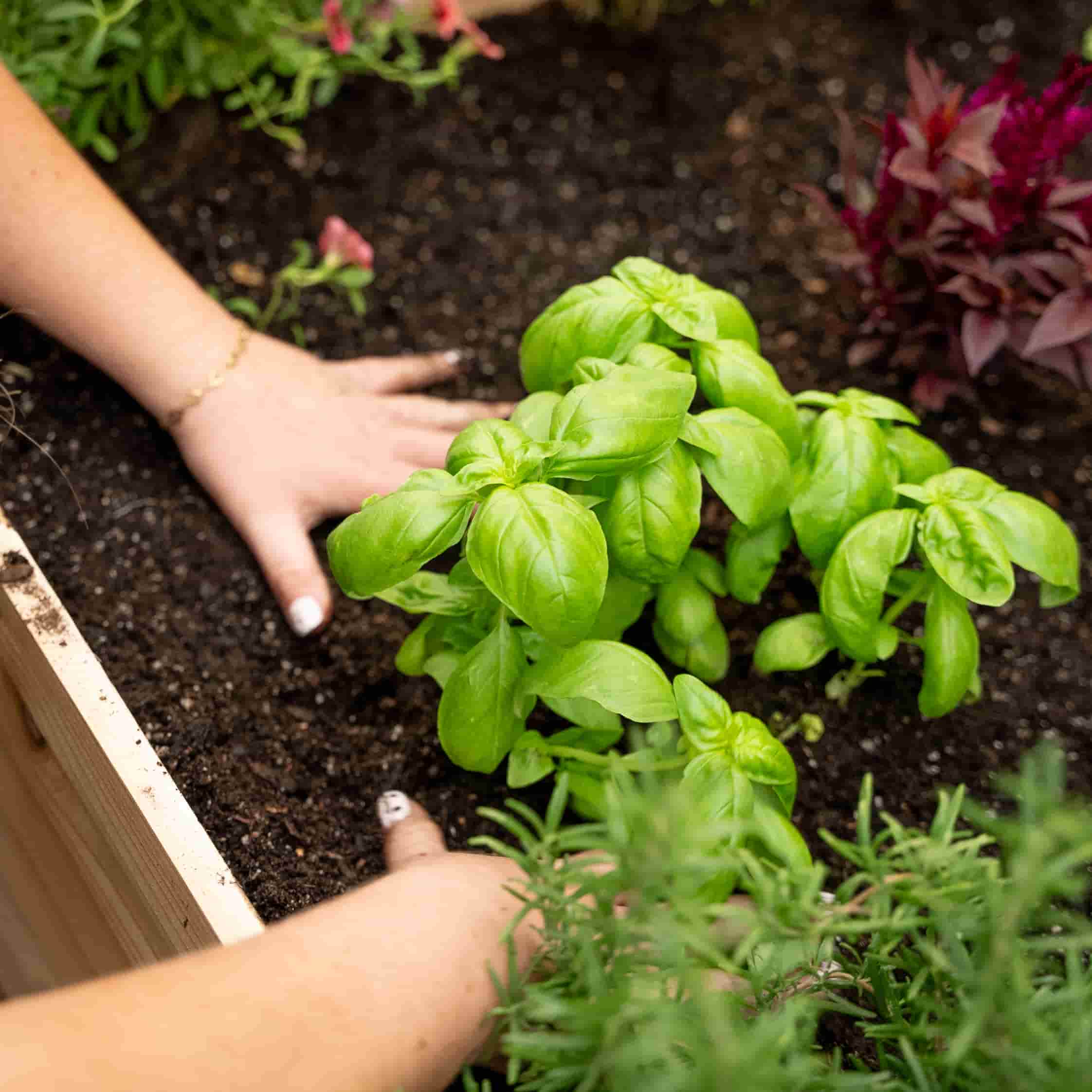 3-Minute Raised Bed - Image 6