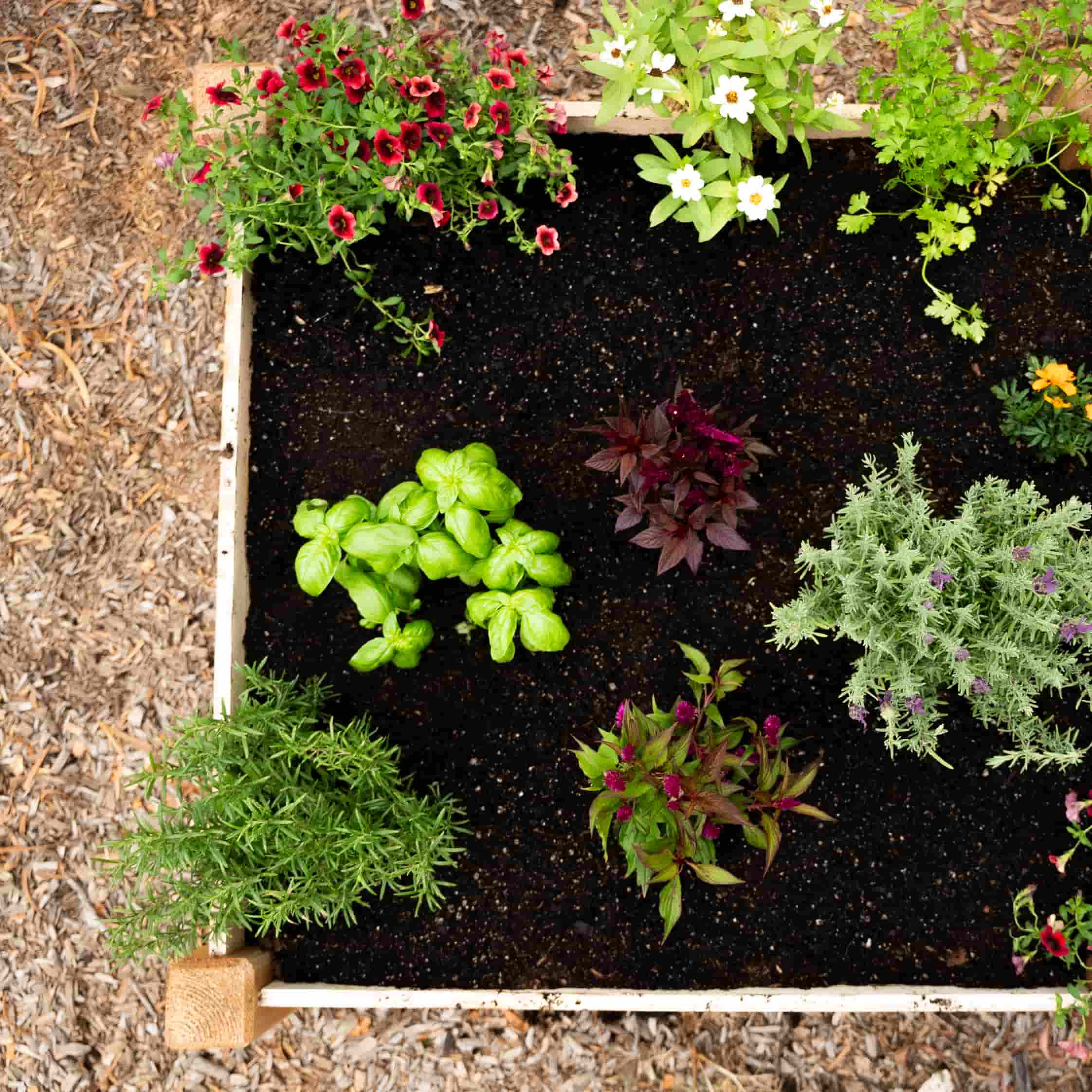 3-Minute Raised Bed - Image 7