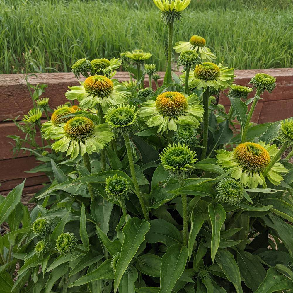 Alan's Pride Echinacea Seeds - Image 6