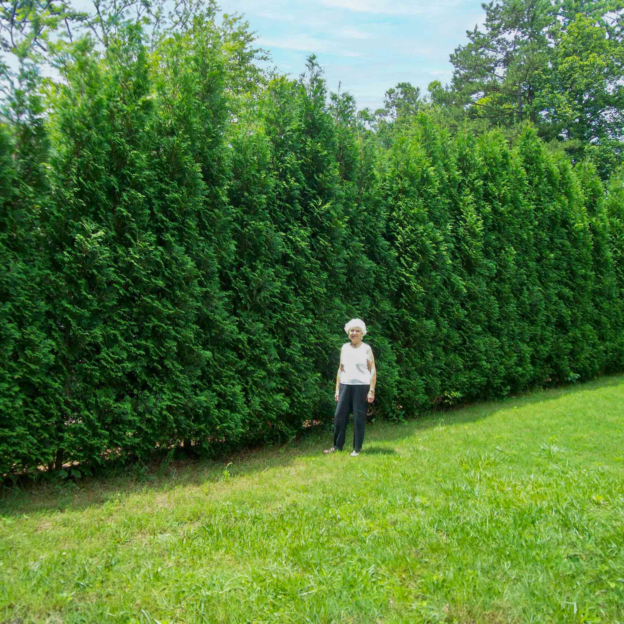 American Pillar Thuja - Image 4