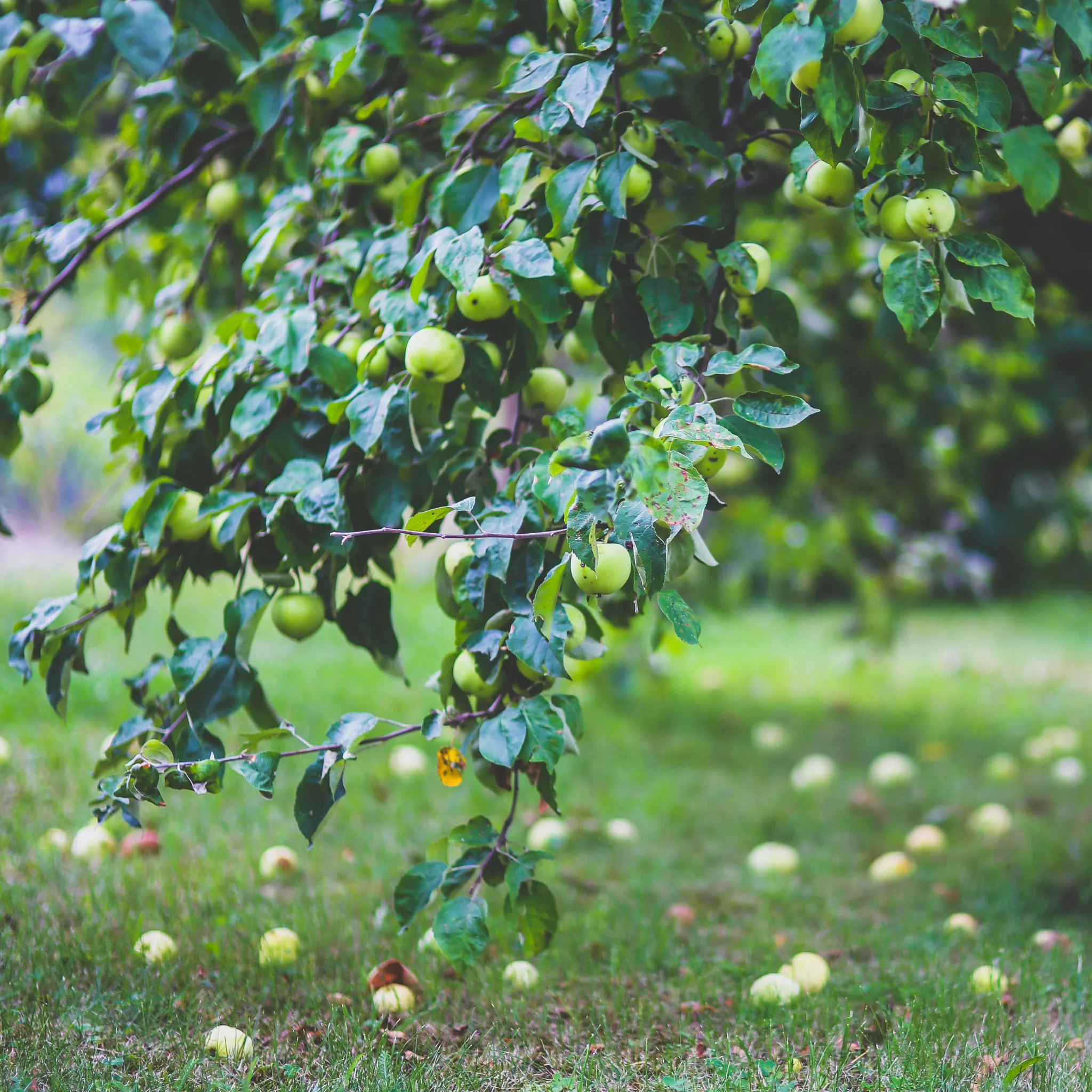 4-Tree Apple Orchard - Image 3