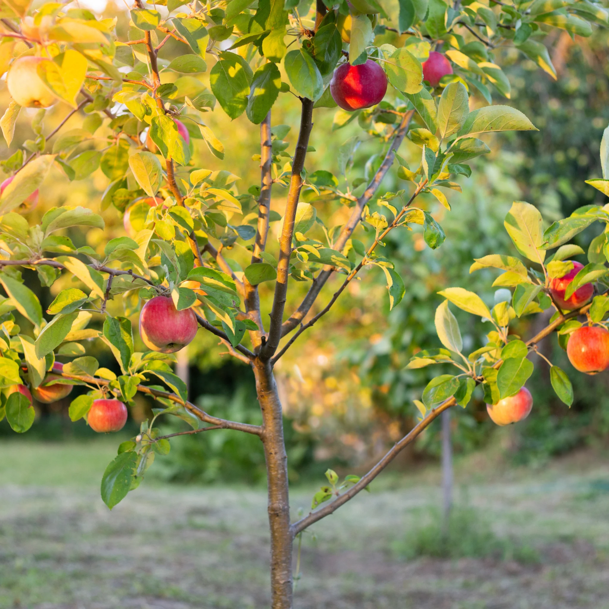 4-Tree Apple Orchard - Image 4