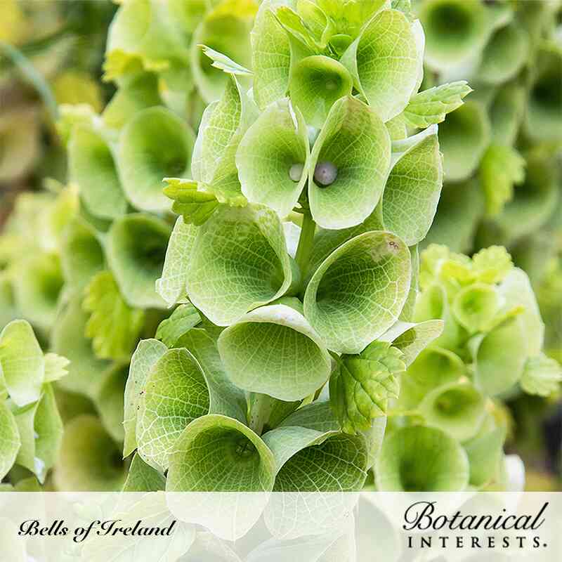 Bells of Ireland Seeds - Image 4