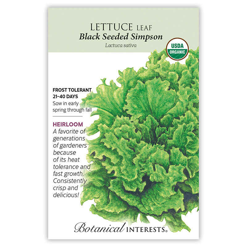Black Seeded Simpson Leaf Lettuce Seeds - Image 3