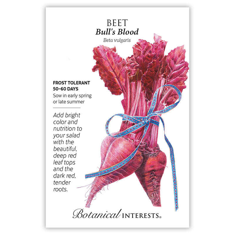 Bull's Blood Beet Seeds - Image 3