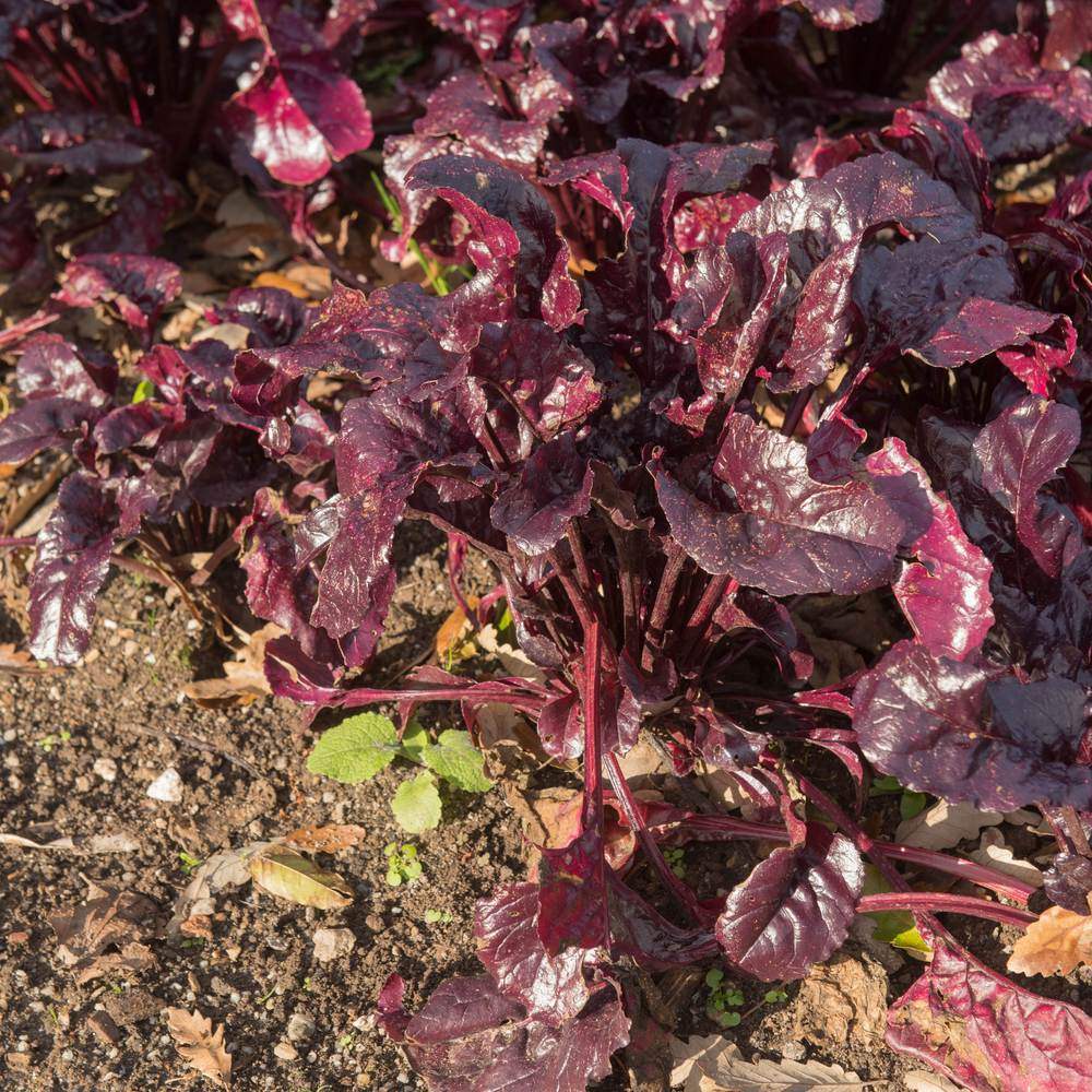 Bull's Blood Beet Seeds - Image 4