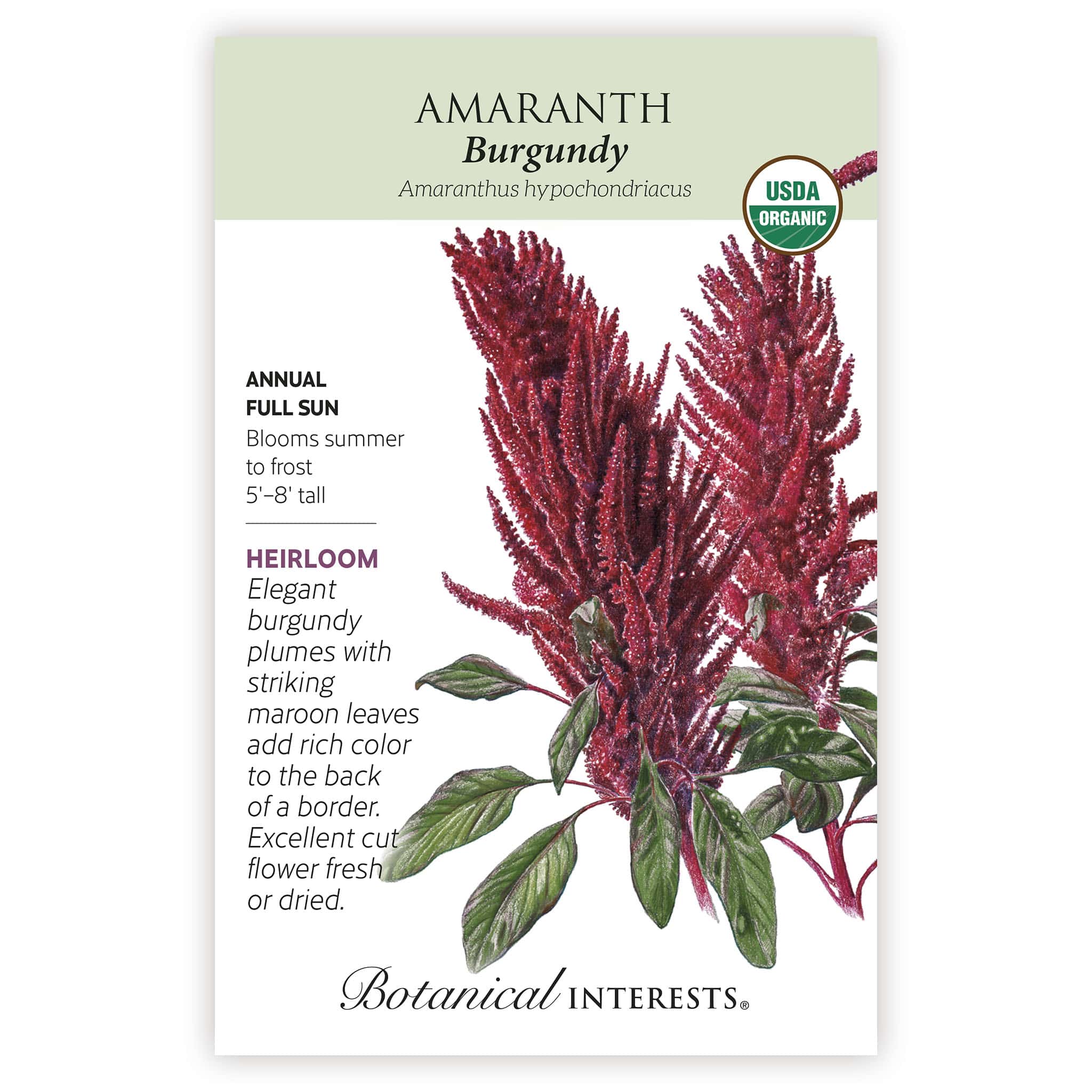 Burgundy Amaranth Seeds - Image 3