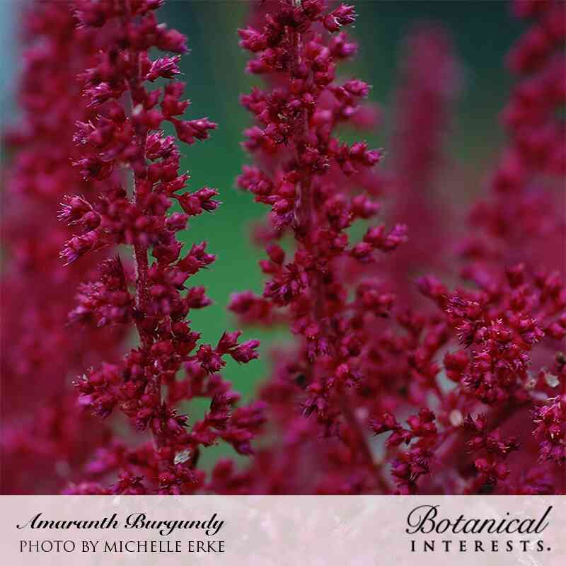 Burgundy Amaranth Seeds - Image 4