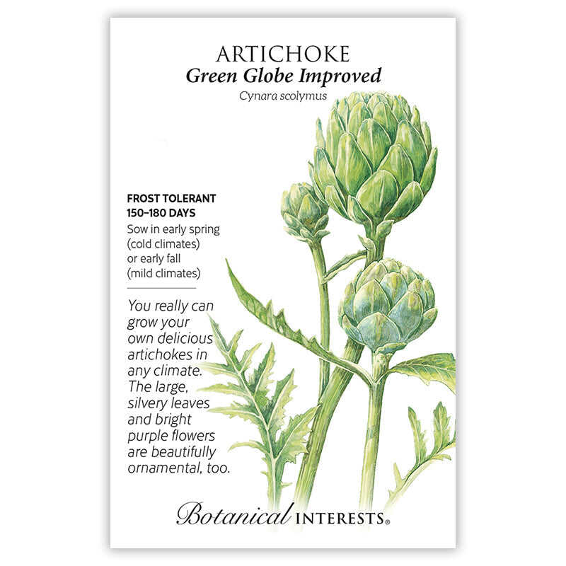 Green Globe Improved Artichoke Seeds - Image 3