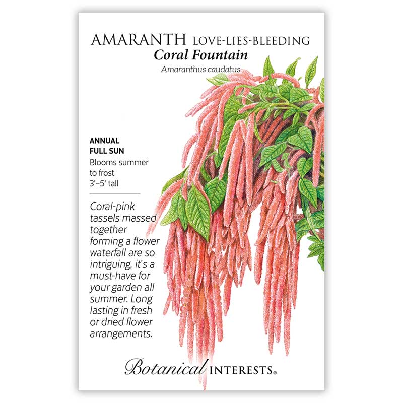 Coral Fountain Love-Lies-Bleeding Amaranth Seeds - Image 3