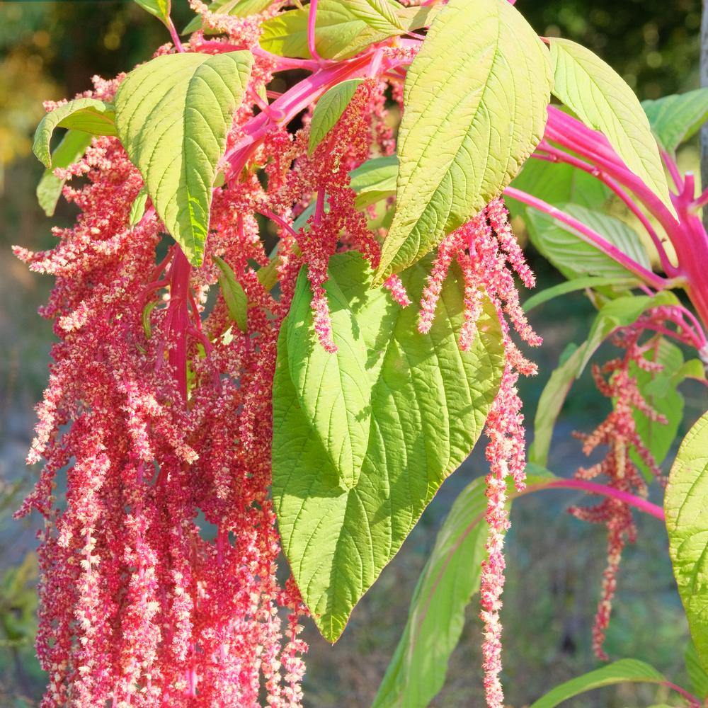 Coral Fountain Love-Lies-Bleeding Amaranth Seeds - Image 4