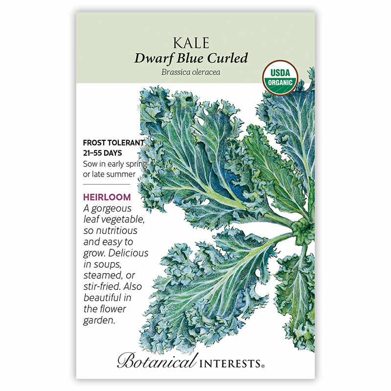 Dwarf Blue Curled Kale Seeds - Image 3