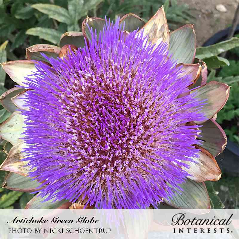 Green Globe Improved Artichoke Seeds - Image 4