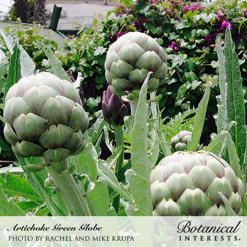 Green Globe Improved Artichoke Seeds - Image 5