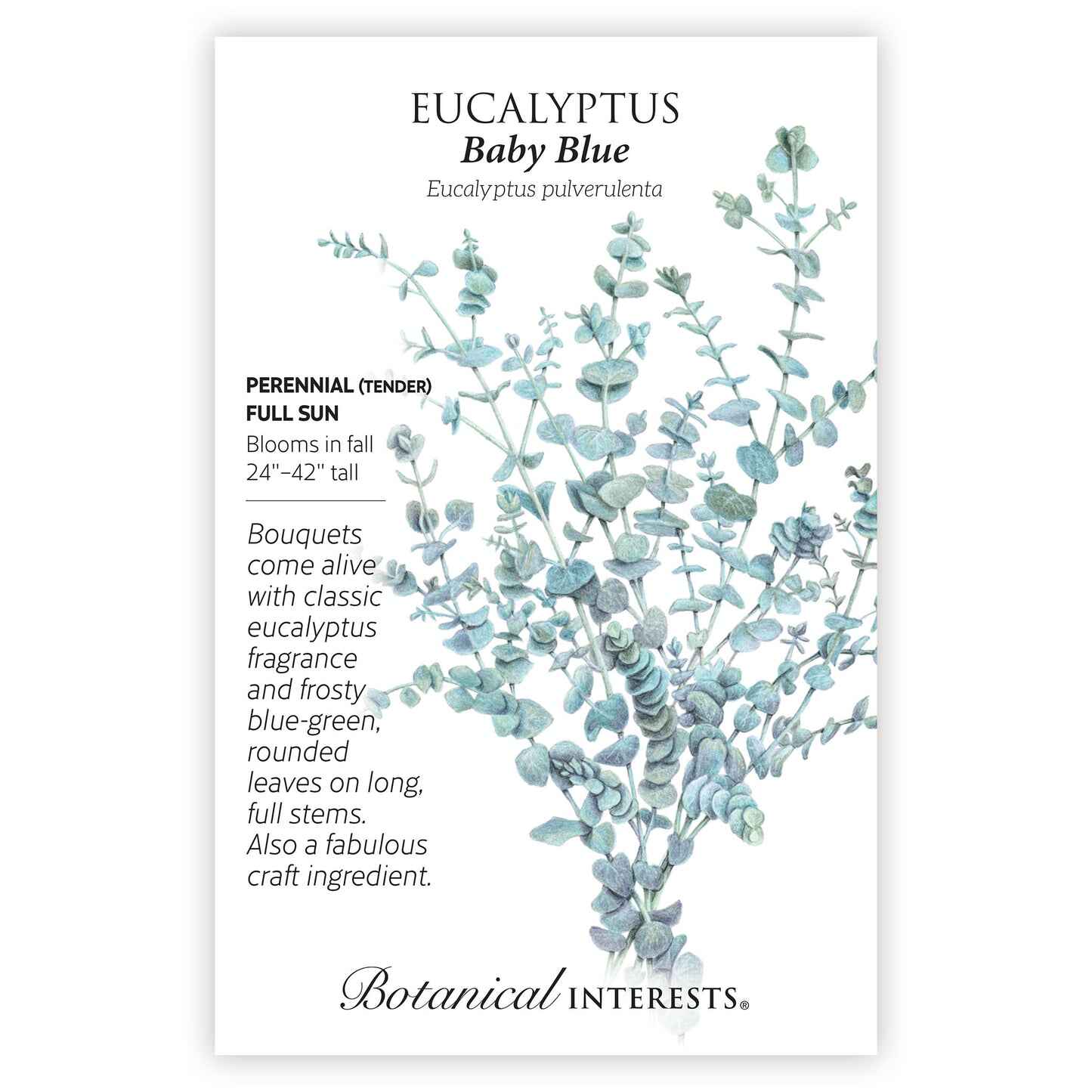 Baby Blue Eucalyptus Seeds - Image 3