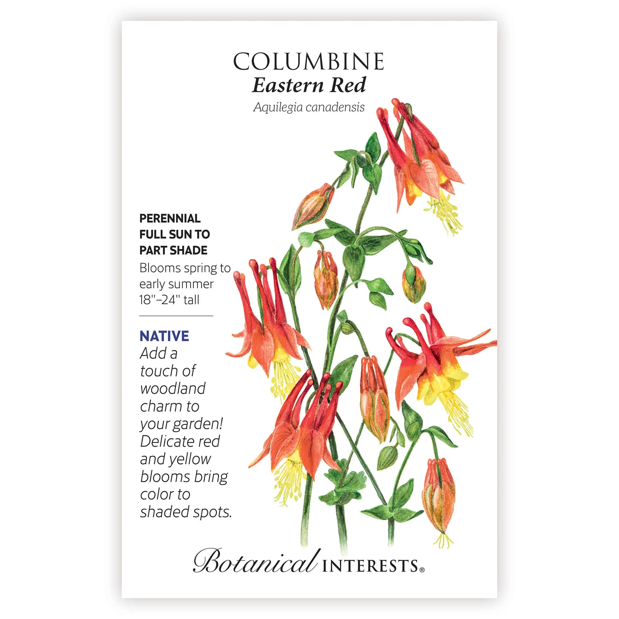 Eastern Red Columbine Seeds - Image 3