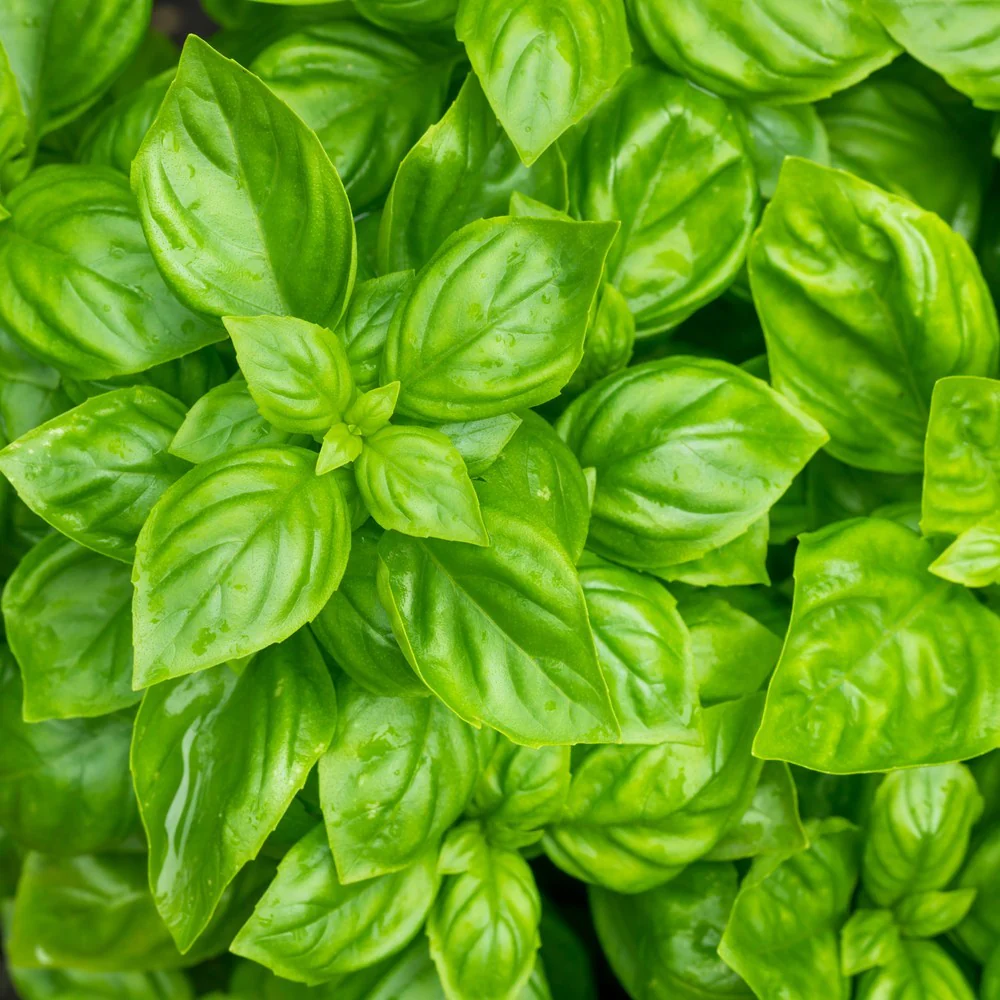 Noga Basil Seeds - Image 4