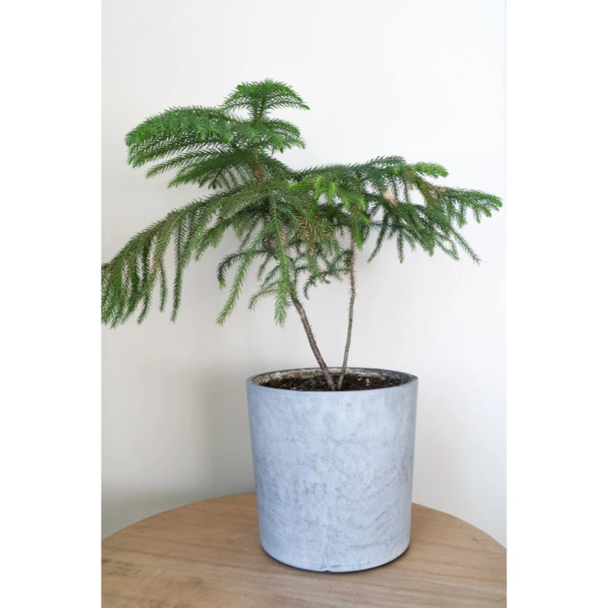 Norfolk Island Pine - Image 3